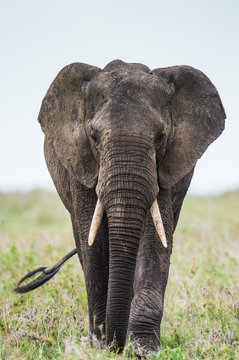 Big elephant in the savanna. Africa. Tanzania. Serengeti National Park. 