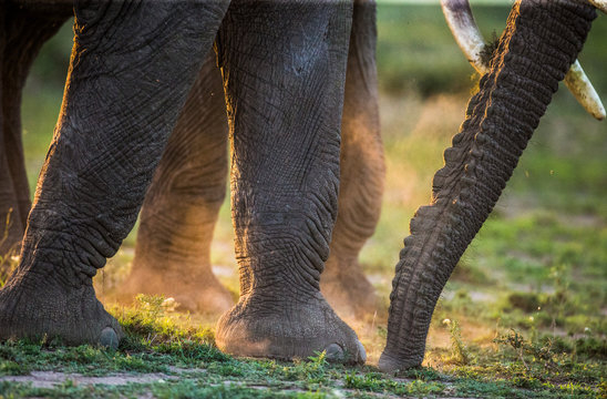 Legs and trunk elephant in dust. Close-up. Africa. Africa. Tanzania. Serengeti. National Park.