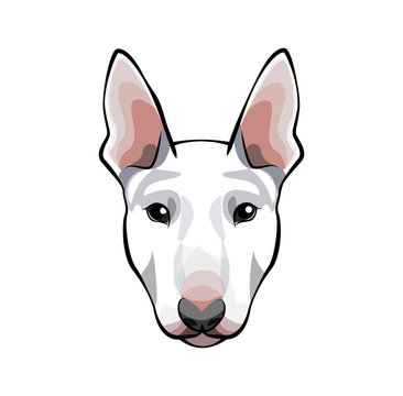 Image of an dog bull terrier on white background.
