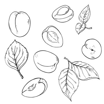 Set of apricot fruits and leaves isolated on white background. Hand drawn vector illustration.