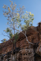 Trees clinging to a cliff face