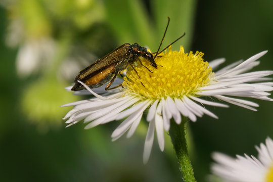 Macro side view of a green-bronze beetle Alleculidae with long antennas on a yellow-white flower of the Caucasus Erigeron