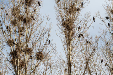 Colonia de grajas anidando. Corvus frugilegus. Grajos.