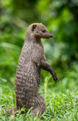 Mongoose is standing on its hind legs in the grass in the Serengeti National Park. Africa. Tanzania. Serengeti National Park.