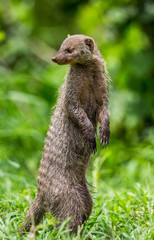 Mongoose is standing on its hind legs in the grass in the Serengeti National Park. Africa. Tanzania. Serengeti National Park.