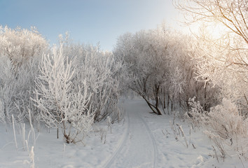 Trees in snow