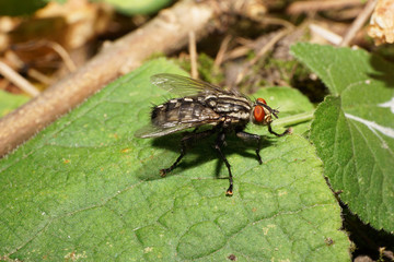 Macro of Caucasian fly Wohlfahrtia magnifica having a rest on a green leaf © SERGIOS