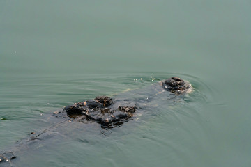 crocodile in the river
