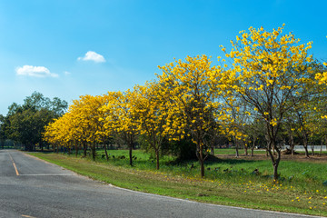Naklejka premium Golden trumpet tree at Park in on blue sky background.