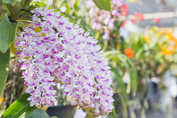 Orchid flower in garden at winter or spring day for postcard beauty and agriculture idea concept design. Rhynchostylis Orchid.