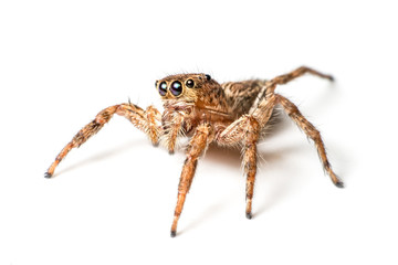 jumping spider on white background - Powered by Adobe