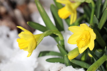 Naklejka na ściany i meble Detailaufnahme von wilden, gelben Narzissen im Schnee - als Vorboten des Frühlings