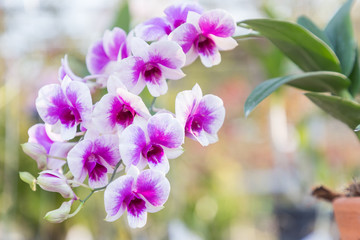 Orchid flower in garden at winter or spring day for postcard beauty and agriculture idea concept design. Phalaenopsis Orchidaceae.