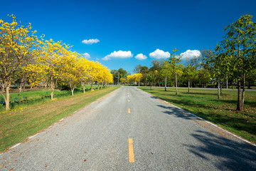 Golden trumpet tree at Park in on blue sky background.