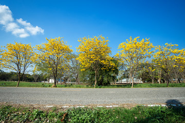 Fototapeta na wymiar Golden trumpet tree at Park in on blue sky background.