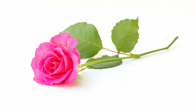 Pink rose on a white background.