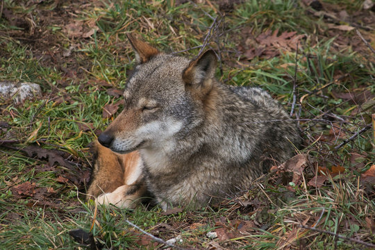 Lupo selvatico dorme nella foresta