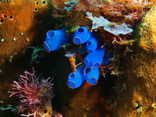 Sea squirt