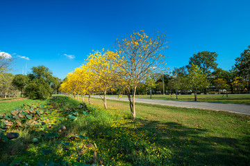 Golden trumpet tree at Park in on blue sky background.