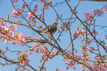 桜とヒヨドリのいる風景