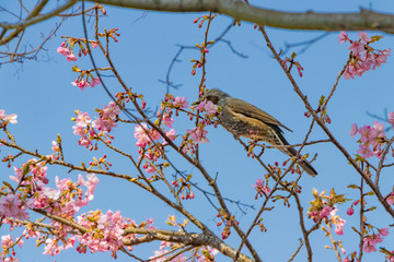 桜とヒヨドリのいる風景