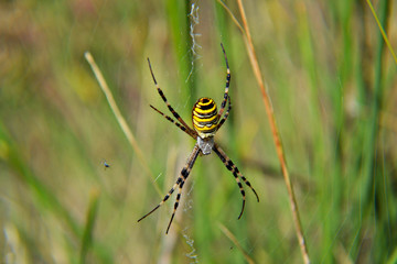 closeup of wasp spider in the grass making net 