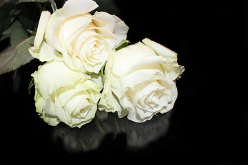 rose, flower, white, bouquet, roses, flowers, isolated, nature, beauty, love, wedding, floral, romance, black, yellow, valentine, gift