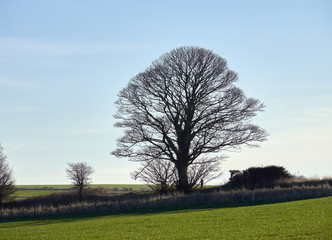 Fototapeta premium The bare branches of a tree in an open field on sunny farmland in winter, England UK.