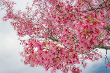 桜のあるビジネス街の公園
