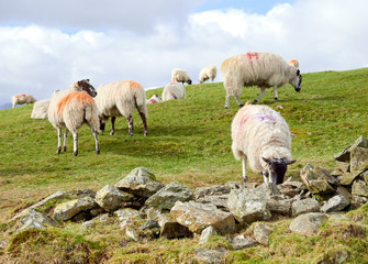 Obraz premium Sheep grazing on green grass on a field in England, UK.