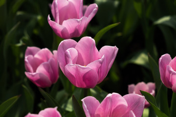 Amazing pink tulips with soft petals on natural floral background. Symbol of love and short term beauty.