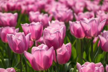 Amazing pink tulips with soft petals on natural floral background. Symbol of love and short term beauty.