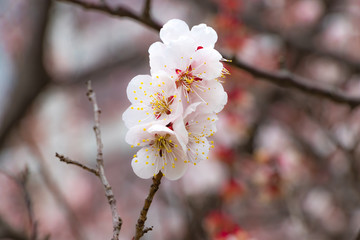 かわいい白梅の花