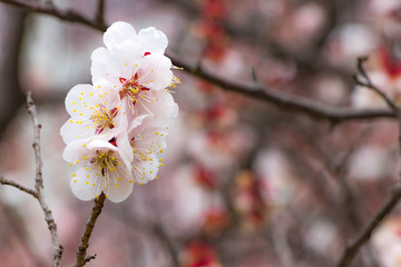 かわいい白梅の花