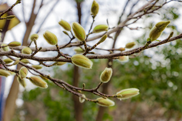 ハクレンのつぼみ?