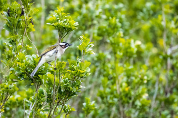 Chinese bulbul (Pycnonotus sinensis) perching on tree