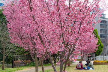 桜のあるビジネス街の公園