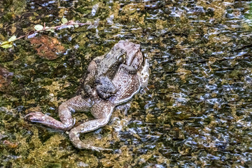 Asian Common Toad (Duttaphrynus melanostictus) mating