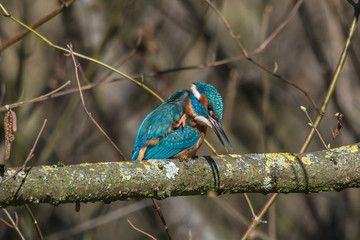 eisvogel beim putzen