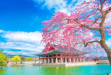 gyeongbokgung palace with cherry blossom tree in spring time in seoul , south korea.