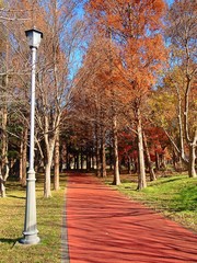 秋の公園の散歩道