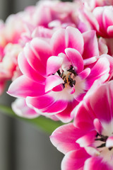 Fototapeta na wymiar Tulips of pink and white color opened. Big buds of multicoloured tulips. Floral natural backdrop. Bicolour tulips filled picture. Unusual flowers, unlike the others. Shallow focus.