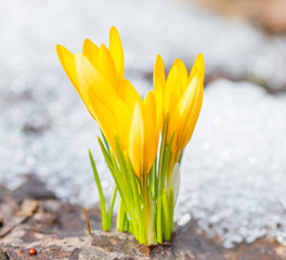 Fototapeta na wymiar Yellow crocuses blossomed