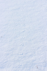 Obraz premium traces of a small mouse on white snow in the winter.