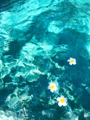 Fototapeta na wymiar The flowers of Frangipani float in the blue water of the pool in the Villa of Bali in Ubud.