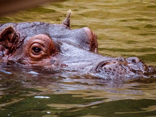 The common hippopotamus (Hippopotamus amphibious), or hippo, is a large, mostly herbivorous, semi-aquatic mammal native to sub-Saharan Africa, and one of only two extant species in the family.