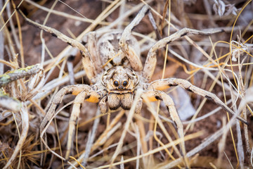 Spider's large eyes