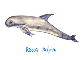 Risso`s dolphin, isolated on white background hand painted watercolor illustration with handwritten inscription