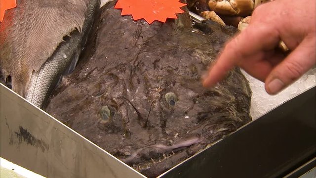 Shot of monkfish's face as a man pulls its mouth open to see inside.