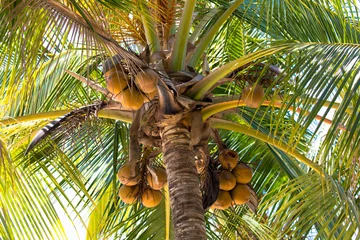  Kokosnusspalme in Costa Rica © familie-eisenlohr.de